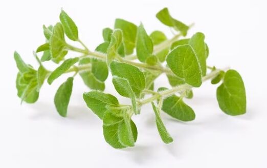 Brand Fungent Rand contains oregano oil