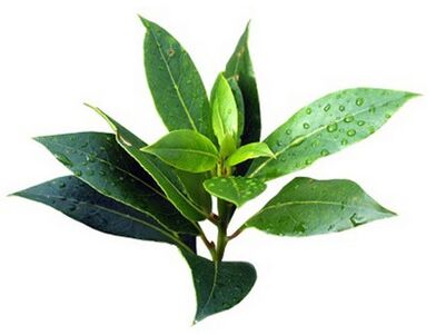 Brand Fungent Rand contains tea tree oil